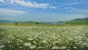 The train is going through a blooming field of camomile flowers against a blue sky on a beautiful weather day.