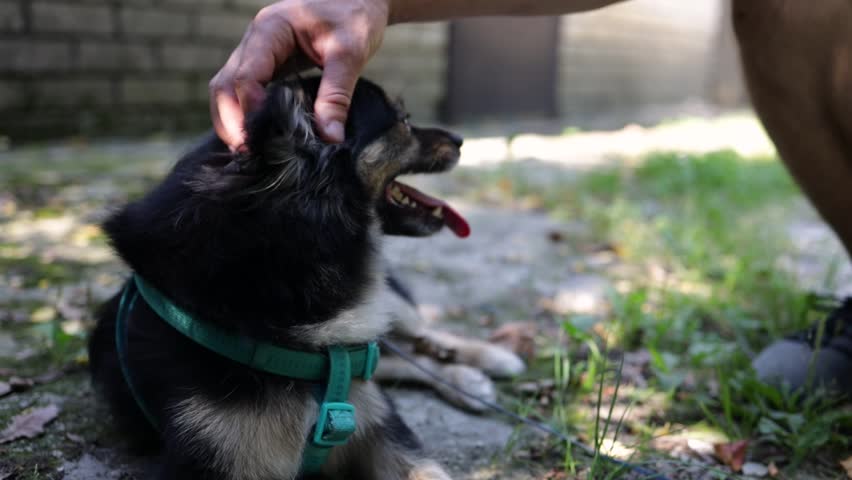 Cute small dog and his owner playing together outdoors in park. Furry dog enjoys patting and good time with man