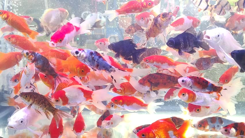 Various types of freshwater ornamental fish in a small aquarium. ornamental fish seller concept | Shutterstock HD Video #1107210919