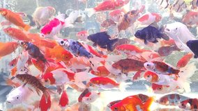 various types of freshwater ornamental fish in a small aquarium. ornamental fish seller concept