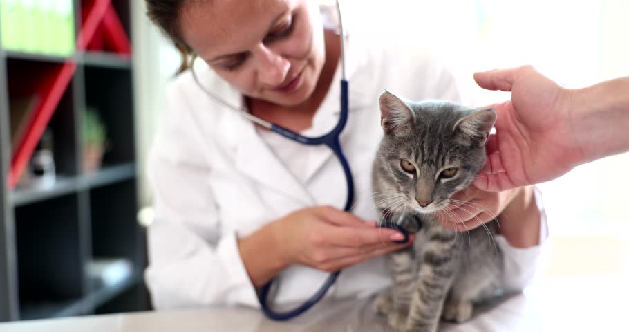 Examination of cat veterinarian in veterinary clinic Royalty-Free Stock Footage #1107211087