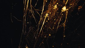 Cross spider moving. Building spider web at night. Several other spiders around. Illuminated by orange amber street lantern. High contrast and black background. 4K footage - Powered by Shutterstock - Get 15% off with code: PIKWIZARD15