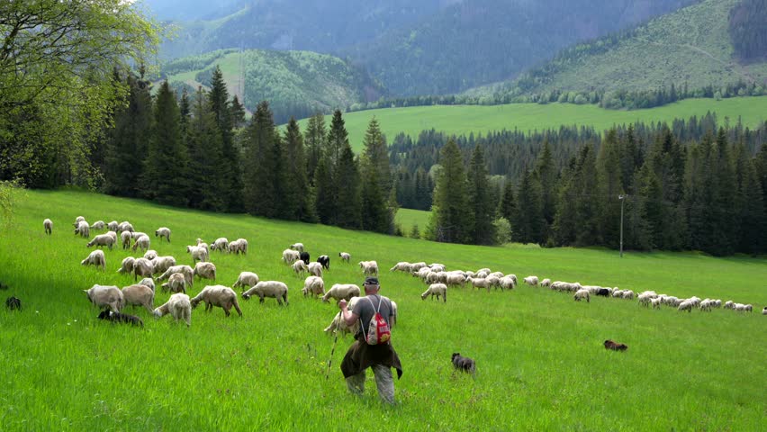 A shepherd tends sheep at the foot of the High Tatras, Slovakia. Royalty-Free Stock Footage #1107213749