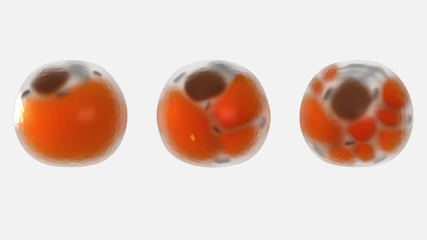 Adipocytes 3d models. Comparison of the structure of white beige and brown types of fat cells. Royalty-Free Stock Footage #1107215185