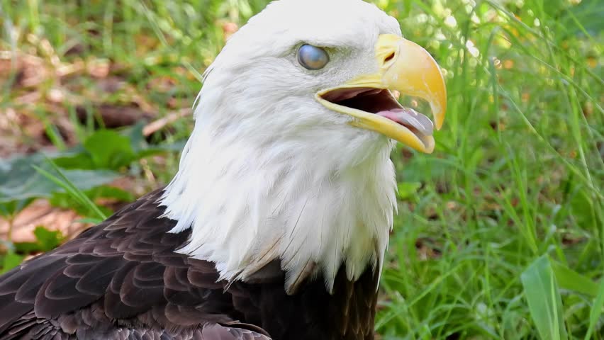 Close up shot of cute Bald eagle at Oklahoma