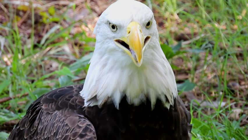 Close up shot of cute Bald eagle at Oklahoma