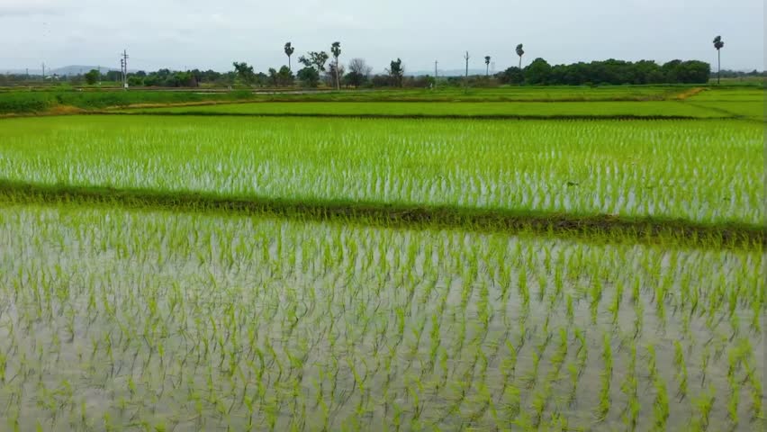 During day light, the paddy (padi) in the rice field (sawah) is bright green.
 Royalty-Free Stock Footage #1107222473