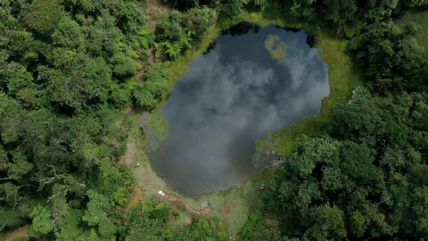 Cloud reflected in a jungle pond, Medellin, Antioquia, Colombia