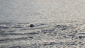 4K footage of Golden Retriever dog swimming with a toy back to the shore in Como lake
