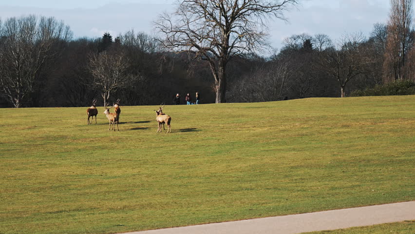 deers enjoying the sun in the park and visitors watching them, Wollaton Hall. High quality 4k footage