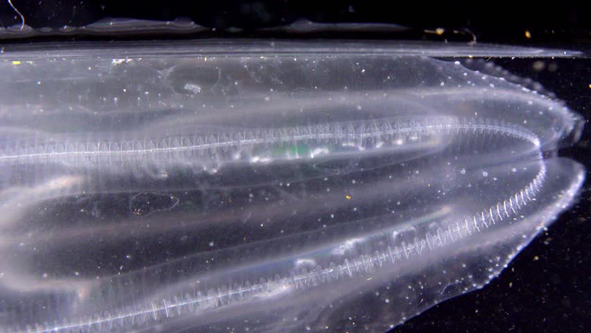 Invasive jellyfish ctenophora (Mnemiopsis leidyi), Black Sea Royalty-Free Stock Footage #1107231605