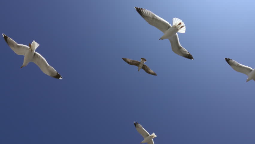 Many seagulls fly against the blue sky in a sunny day, 4k