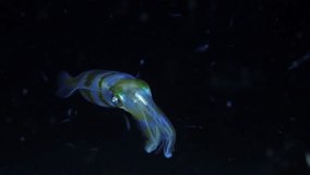 Bigfin Reef Squid - Sepioteuthis lessoniana feeding on a small fish. Underwater night life of Tulamben, Bali, Indonesia. 4k slow motion video.