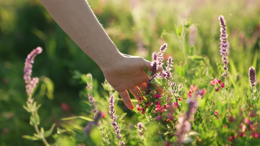 go touching summer grass with your hand green meadow, wildlife sunset, touch woman dream, close-up hand touches ears rays sunlight, girl walks grass journey sunset, tip ears sunset meadow Royalty-Free Stock Footage #1107238287