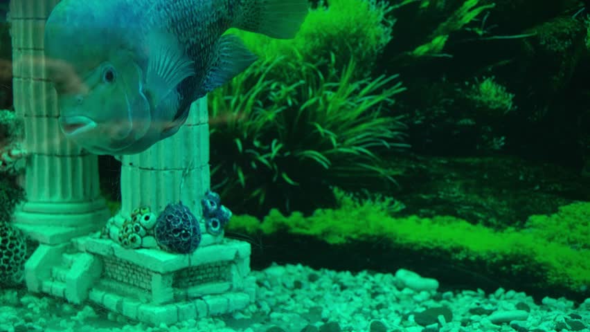 Large Aquarium Fish Representatives of Cichlids. | Shutterstock HD Video #1107242569