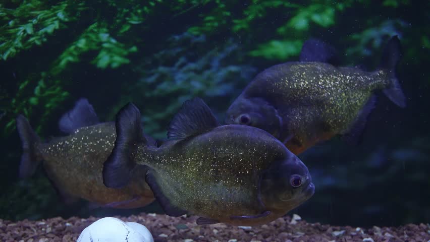 Large Aquarium Fish Representatives of Cichlids. | Shutterstock HD Video #1107242571