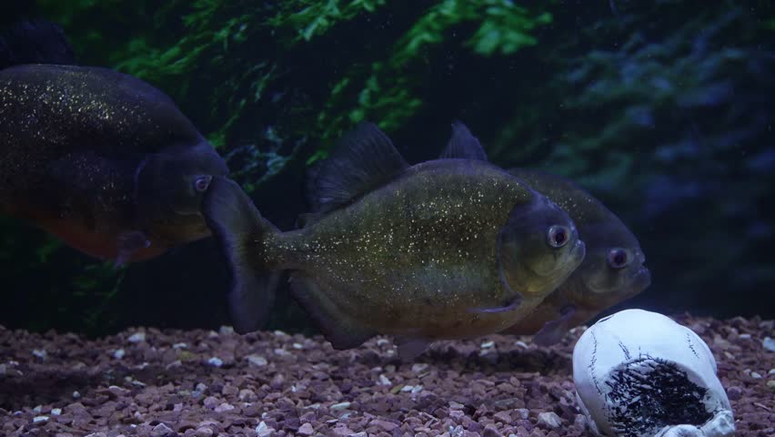 Large Aquarium Fish Representatives of Cichlids. | Shutterstock HD Video #1107242573