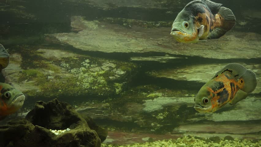 Large Aquarium Fish Representatives of Cichlids. | Shutterstock HD Video #1107242575