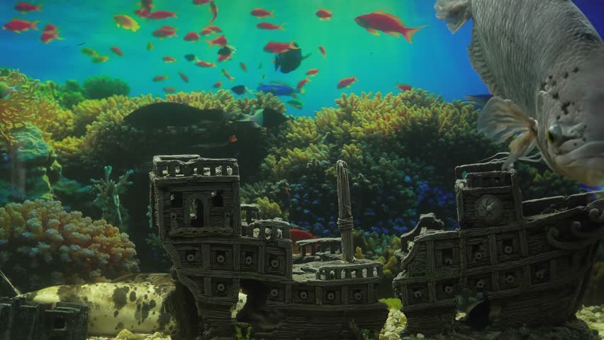 Large Aquarium Fish Representatives of Cichlids. | Shutterstock HD Video #1107242577