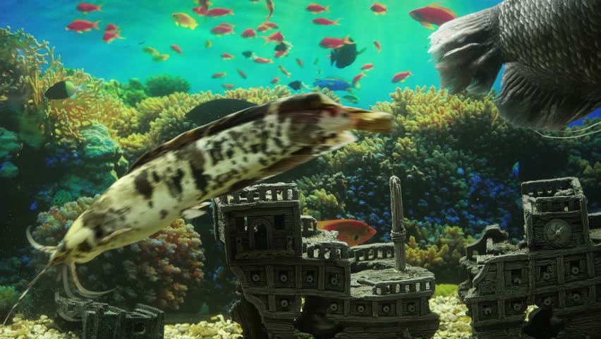 Large Aquarium Fish Representatives of Cichlids. | Shutterstock HD Video #1107242579