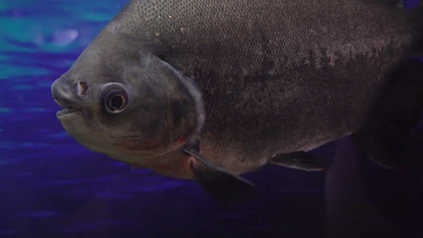 Large Aquarium Fish Representatives of Cichlids. | Shutterstock HD Video #1107242581