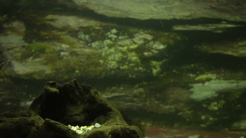 Large Aquarium Fish Representatives of Cichlids. | Shutterstock HD Video #1107242583