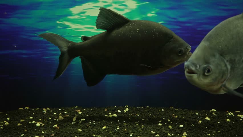 Large Aquarium Fish Representatives of Cichlids. | Shutterstock HD Video #1107242585