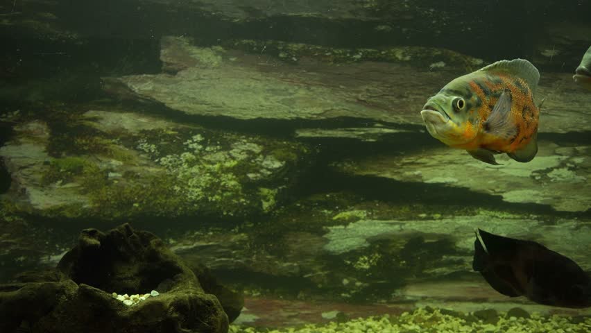 Large Aquarium Fish Representatives of Cichlids. | Shutterstock HD Video #1107242587