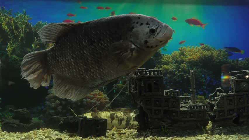 Large Aquarium Fish Representatives of Cichlids. | Shutterstock HD Video #1107242589