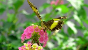 Close-up video of colorful butterfly in a beautiful garden Butterfly wings Slow motion scenic 4K