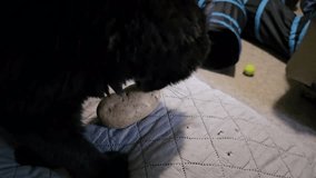 A large black highlander cat grabbing onto a potato and kicking at it like it was a toy. - Powered by Shutterstock - Get 15% off with code: PIKWIZARD15