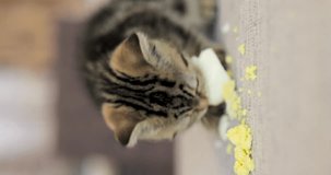 Fold kitten greedily eats boiled egg, close-up, vertical video