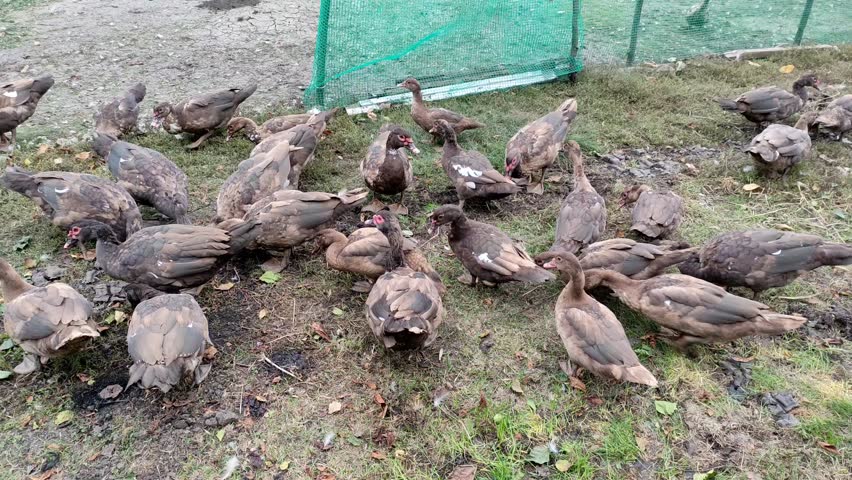 Ducks feeds and walk around the farm yard