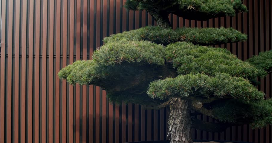 Bonsai tree on the terrace with wooden line wall. The garden behind the house. Beautiful Old Bonsai Tree Home Decor on Modern minimalist home at terrace. Royalty-Free Stock Footage #1107246993