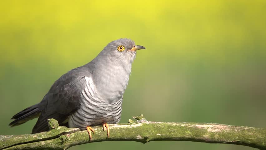 Common Cuckoo singing on a branch with smooth background. Cuckoo sound. Cuculus canorus. European birds. Bird watching. Wildlife videopgraphy.  Royalty-Free Stock Footage #1107251257