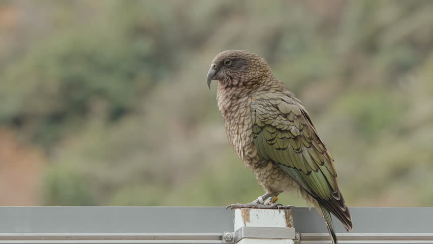 Kea Parrot Curiously Looking Around While Preening Its Olive-Green Plumage. - close up