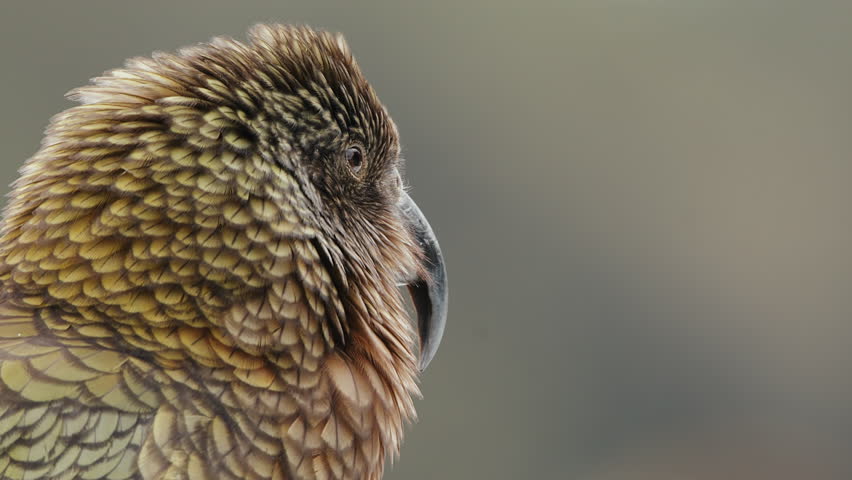 Side View Of An Endangered Kea Parrot Watching Around In Fiordland, New Zealand. - closeup