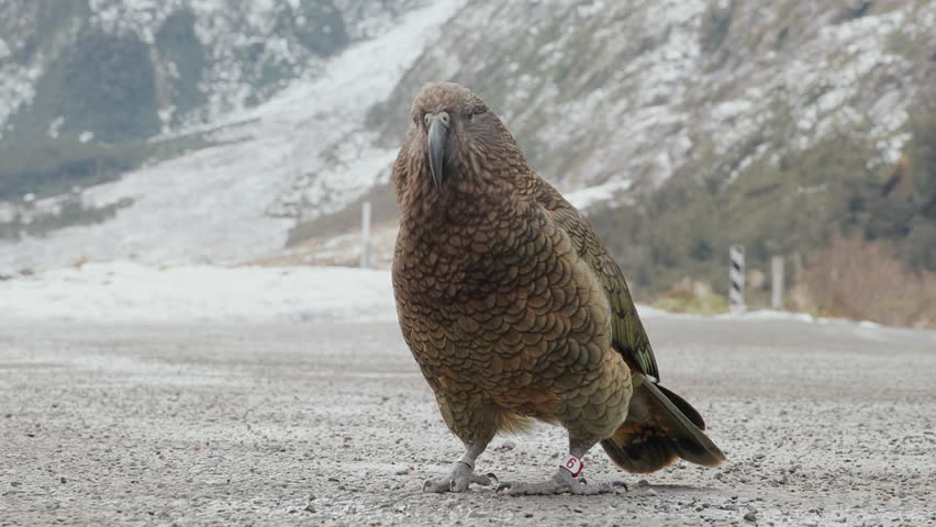 Close-up of Kea Parrot (Nestor Notabilis) With Leg Ring In Fiordland, New Zealand.
