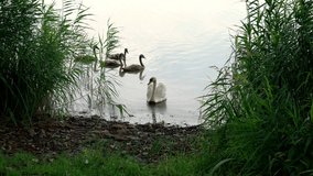 Mother geese followed by their children walk ashore after swimming on the river surface. Swans video.