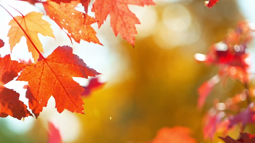 Super slow motion of falling autumn maple leaves against clear blue sky. Filmed on high speed cinema camera, 1000 fps. Royalty-Free Stock Footage #1107252709