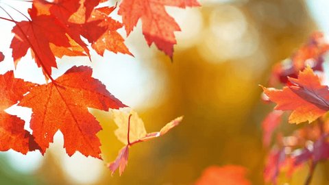 Super slow motion of falling autumn maple leaves against clear blue sky. Filmed on high speed cinema camera, 1000 fps. Adlı Stok Video