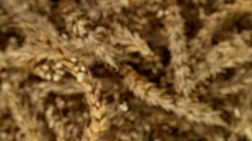 Flying of grain barley close-up, macro shot. Filmed on high speed cinematic camera at 1000 fps. Royalty-Free Stock Footage #1107252741