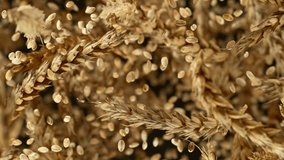Flying of grain barley close-up, macro shot. Filmed on high speed cinematic camera at 1000 fps. - Powered by Shutterstock - Get 15% off with code: PIKWIZARD15
