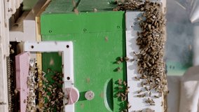 Close-up image with beehives and many swarms of bees bringing nectar to the hives. Concept of making natural bee honey.Hobby of beekeepers.Small investments and businesses in beekeeping.Vertical video