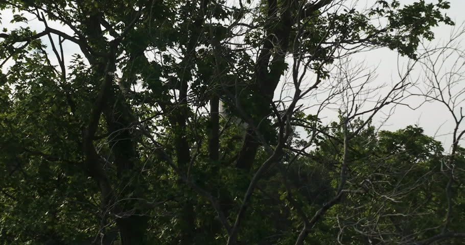 Aerial rising through tree foliage, revealing water tower. Lawrence, Indiana