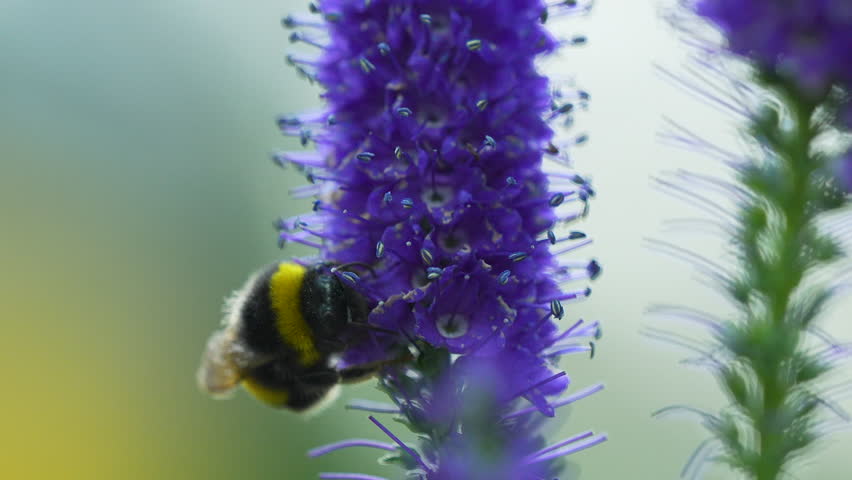 Bumblebee on purple flower enjoying and collecting delicious pollen in summer, macro shot in focus