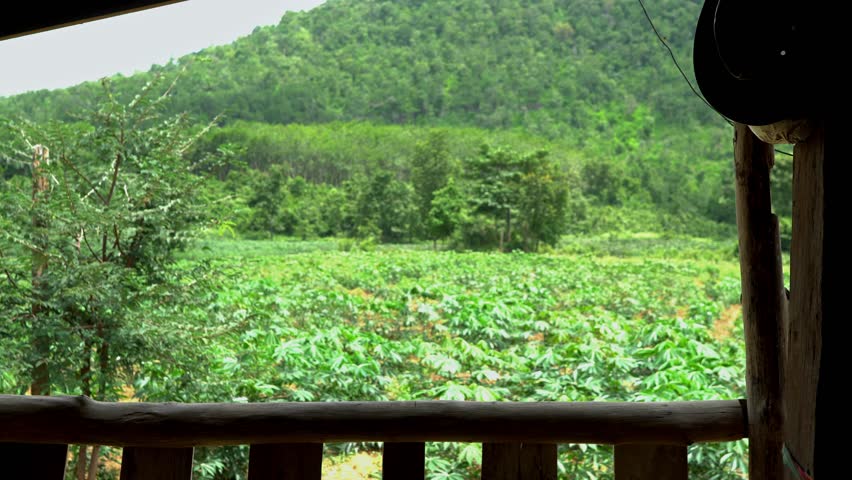 elderly man standing and looking at the mountain ForestPrivacyLeisureRelaxingRetroOld HouseAlonePosingThe Elderly Lifestyle in Rural Thailand