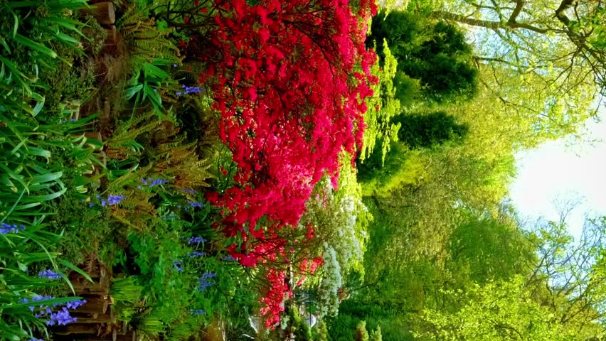 Keukenhof flower garden, also known as the Garden of Europe. One of the world