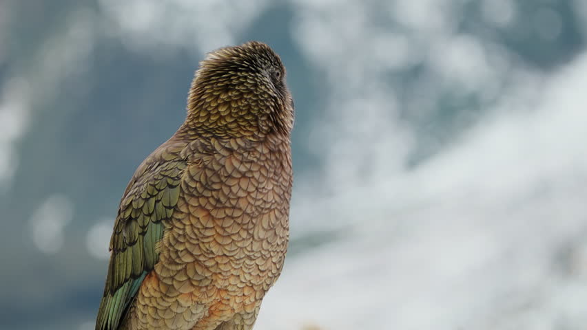 Close-up of Adult Kea Parrot Looking Around In Its Habitat In Fiordland, New Zealand.