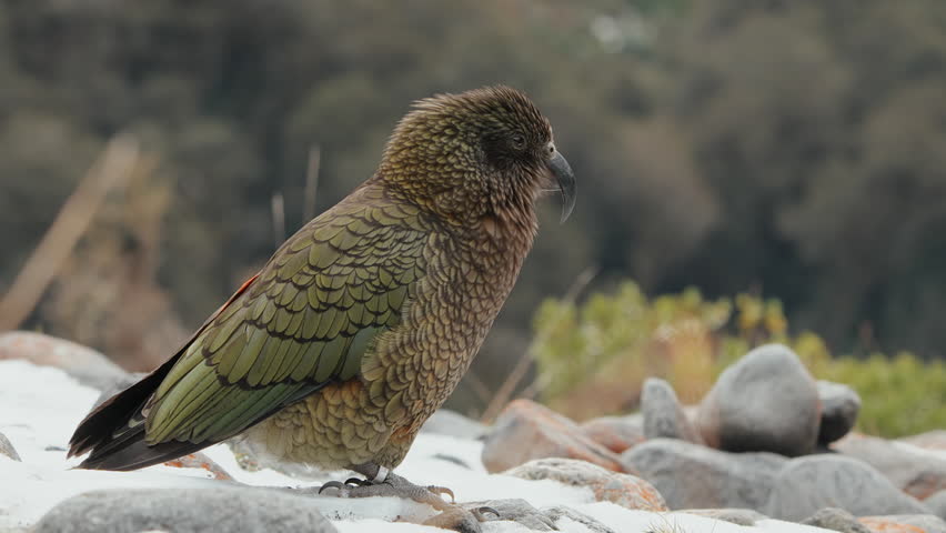 Side-view Of Endangered Adult Kea Parrot Standing On The Rocks During Winter In Fiordland, New Zealand. - closeup